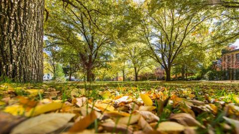 view of fallen leave and grass under the trees