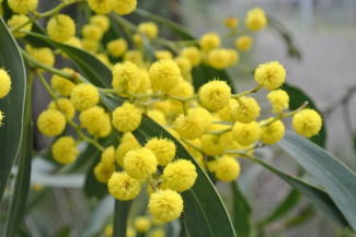 wattle flowers