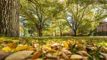 ANU Fellows Garden - autumn leaves on the ground